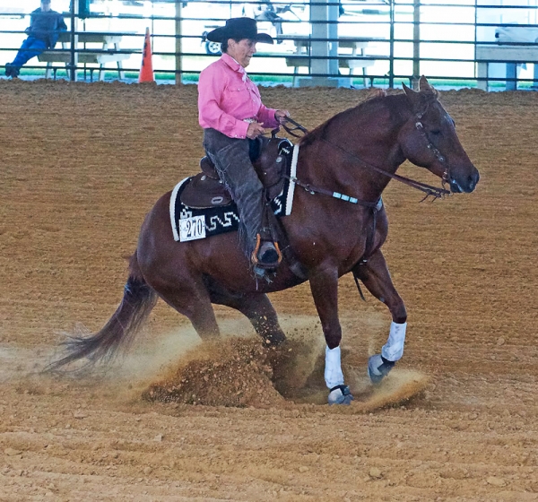 Horse Shows The Grand Oaks Resort