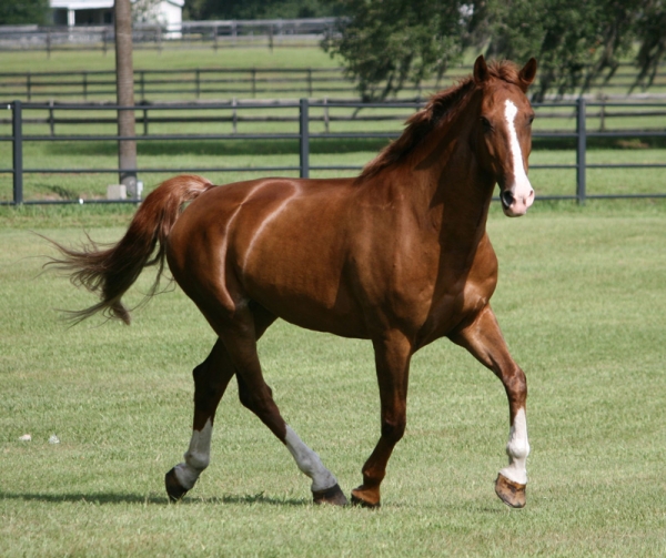 Equine Resources - The Grand Oaks Resort