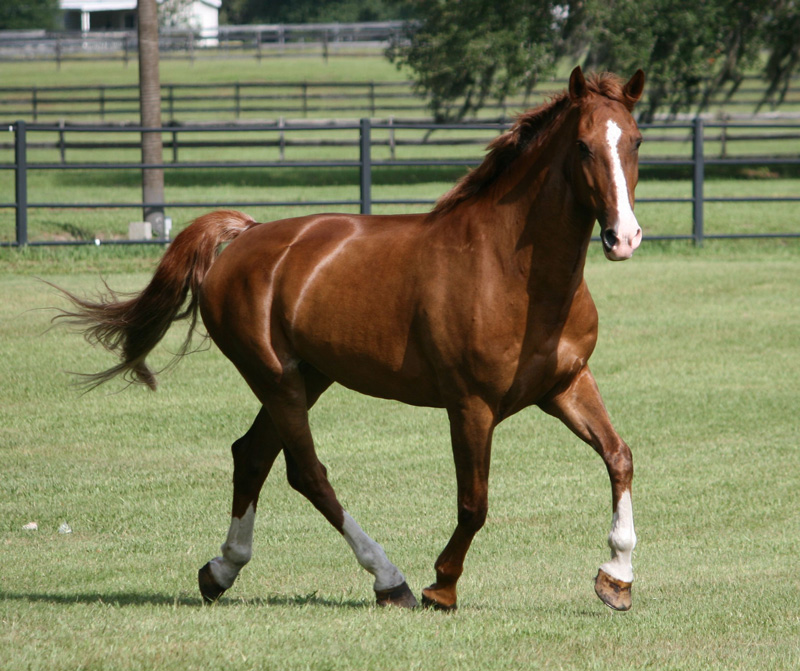 Horse boarding in Weirsdale, Florida