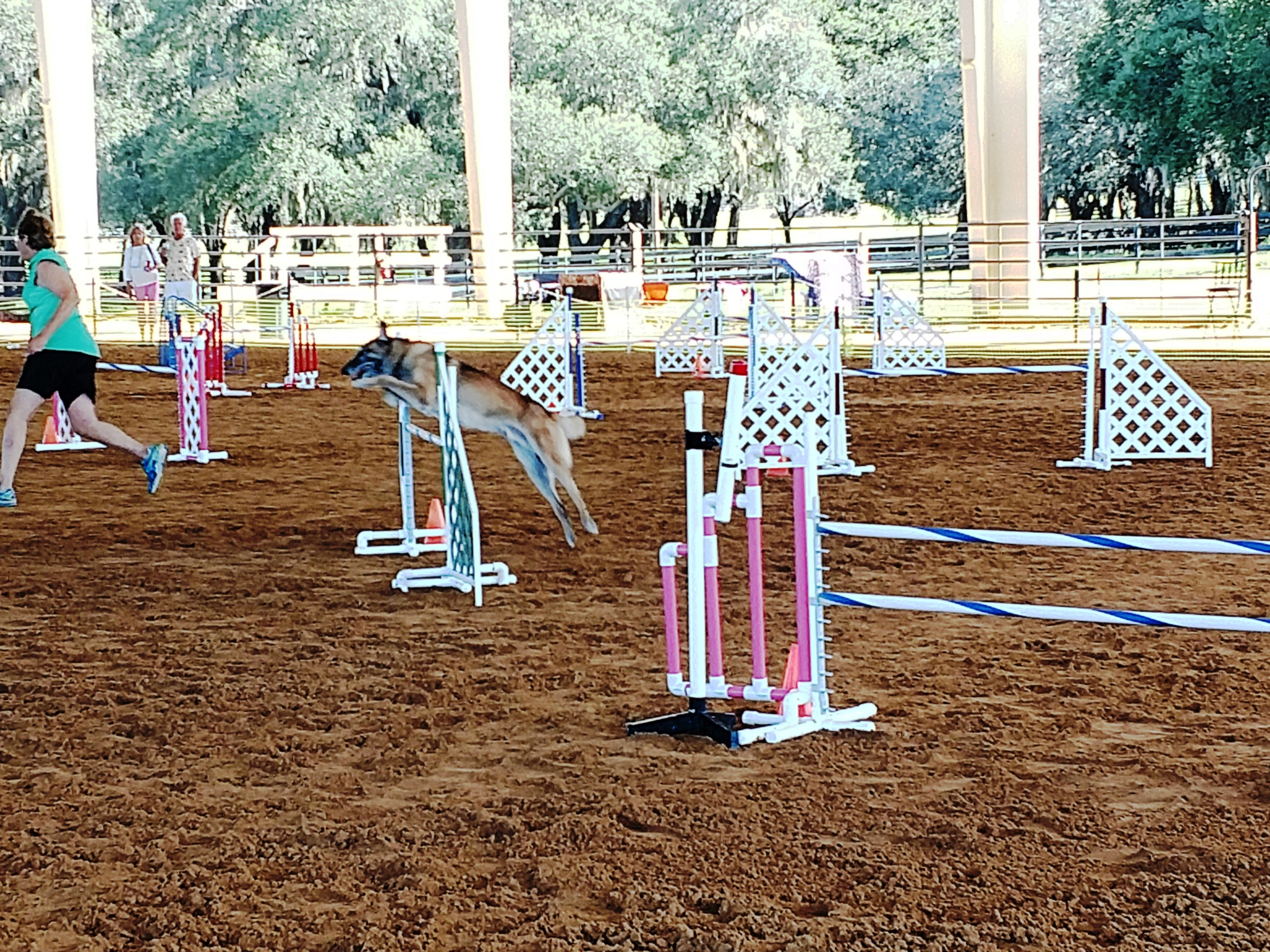 dog agility show at The Grand Oaks Resort