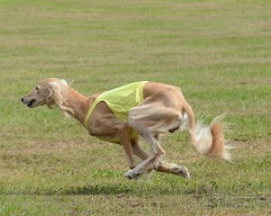 Ridgeback Lure Coursing Dog Event