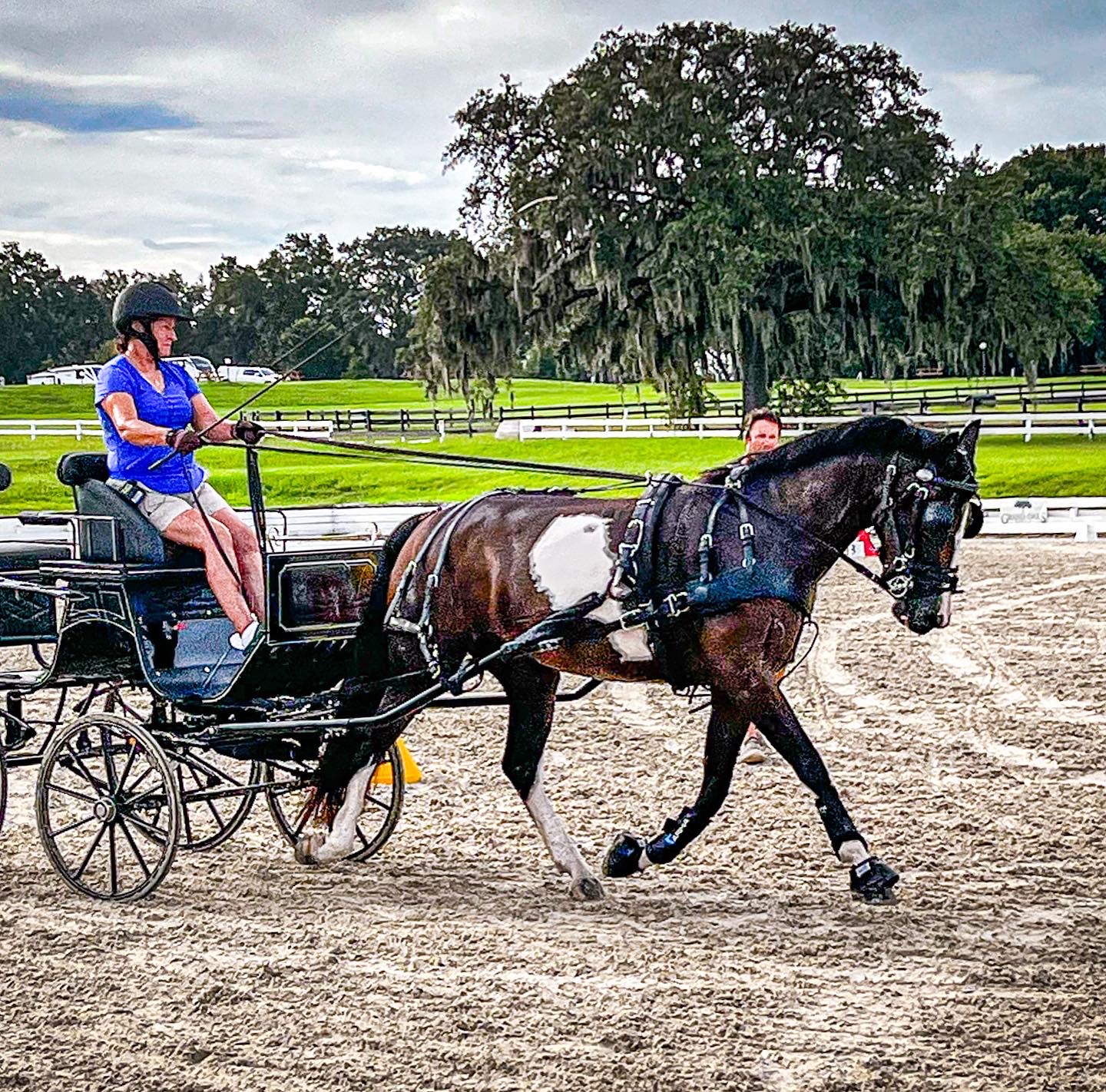 carriage driving clinic in Weirsdale, Florida