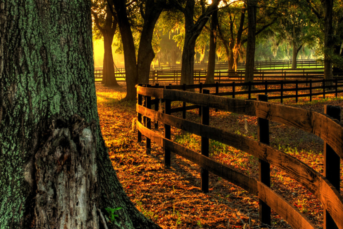 Grand Oaks At The Lake