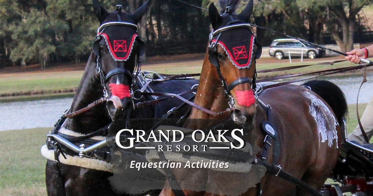 carriage driving at the Grand Oaks Resort