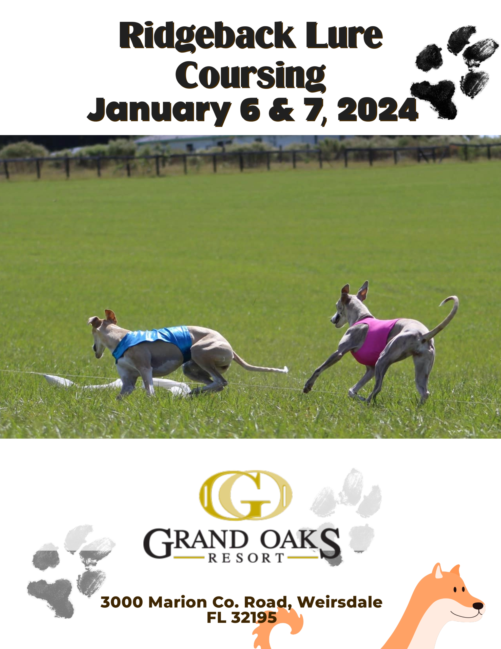 Lure coursing at the Grand oaks Resort