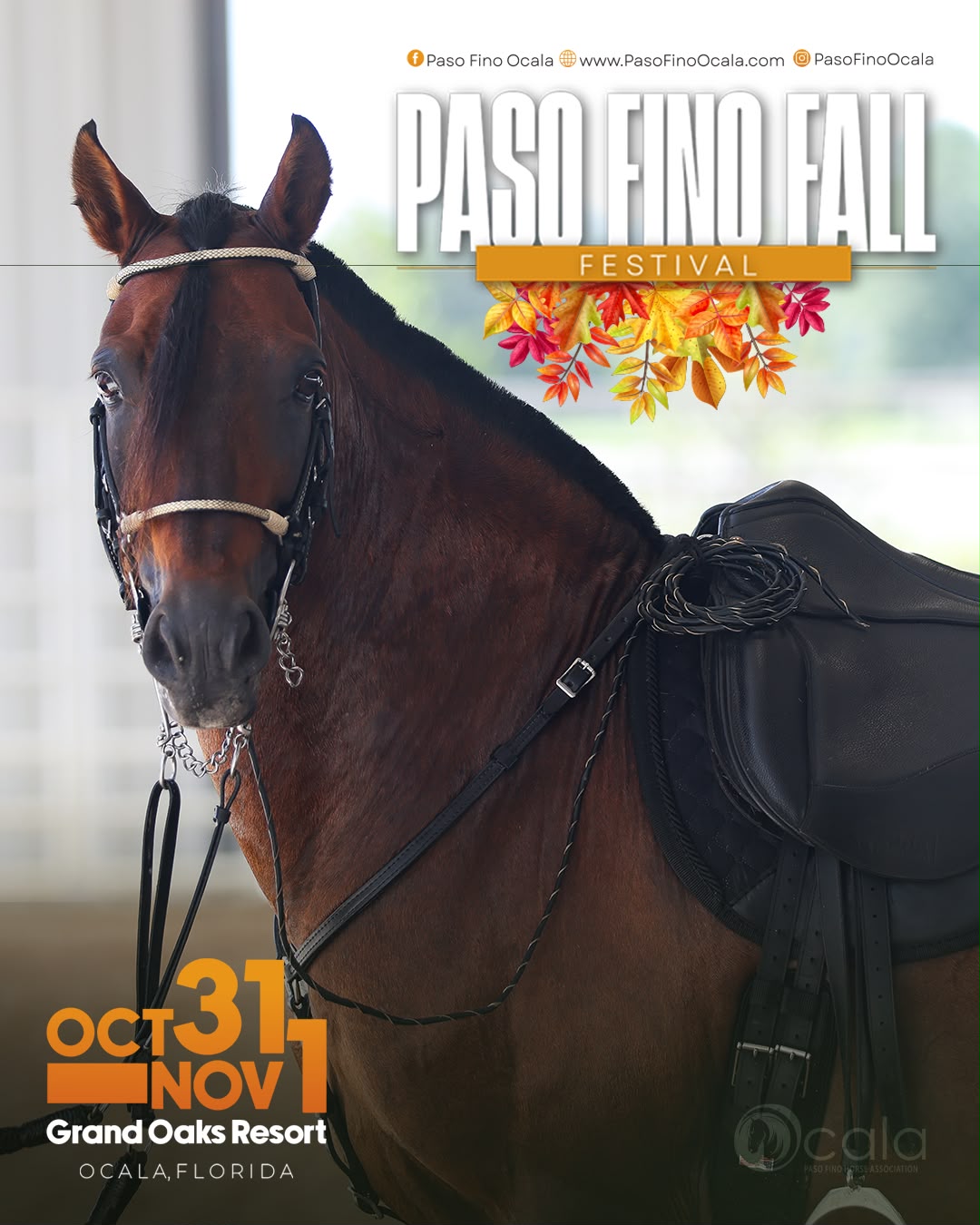 Ocala Paso Fino Horse Show